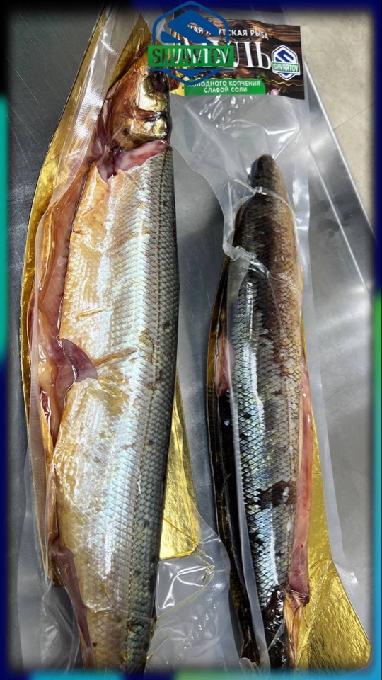 image-14-03-26-06-38-19