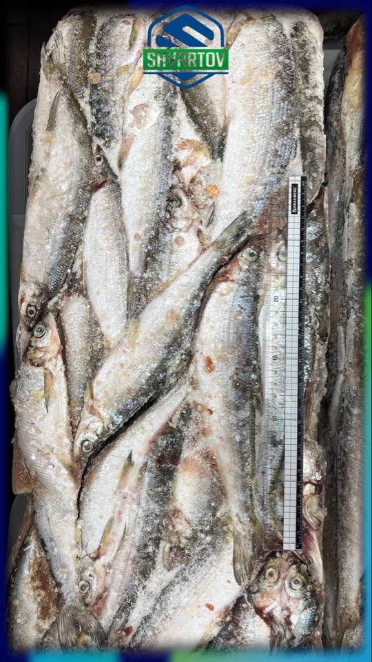 image-14-03-26-06-38-22