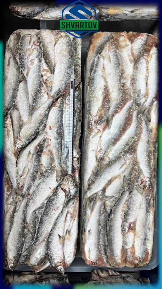 image-14-03-26-06-38-52