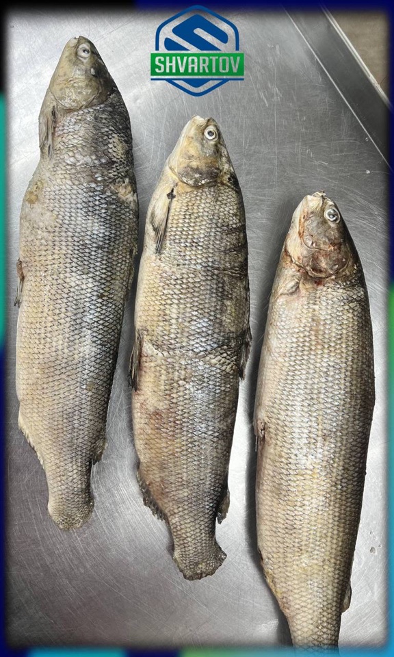 image-18-03-26-04-07-1