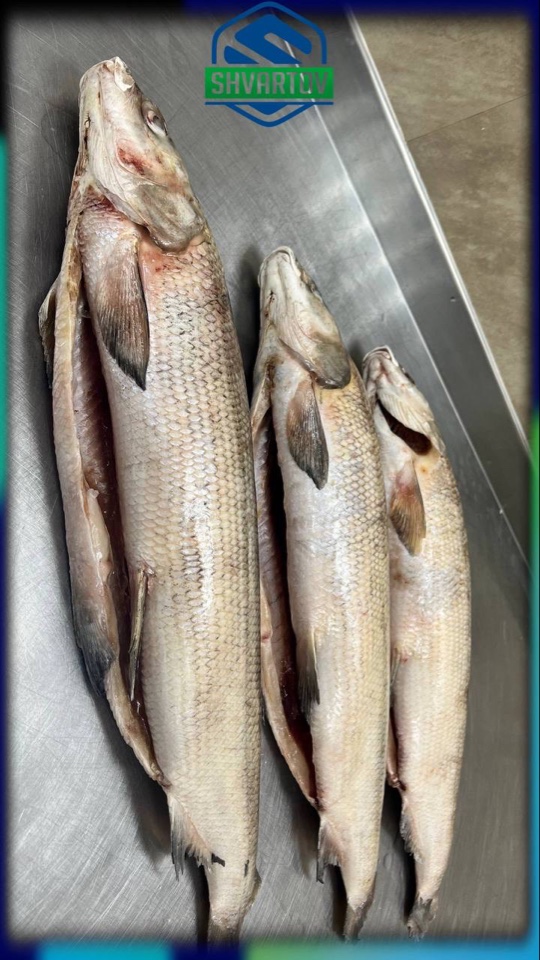 image-18-03-26-04-07-10