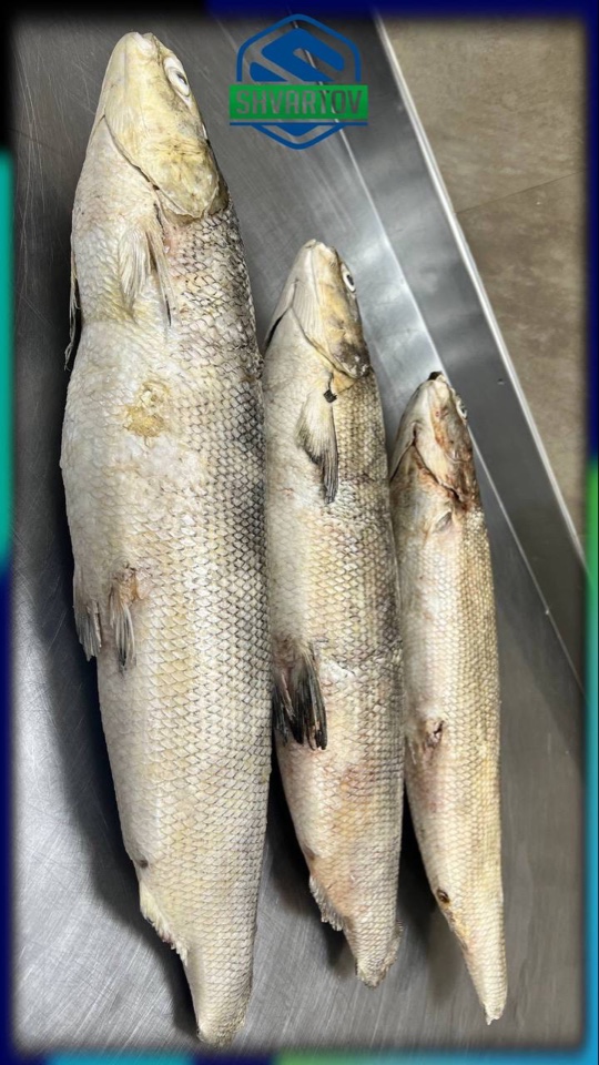 image-18-03-26-04-07-16