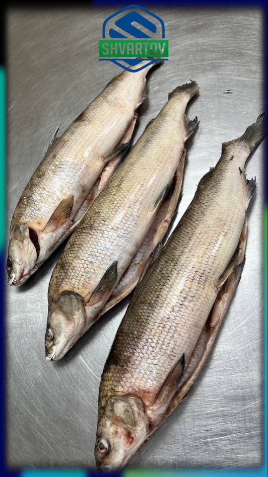 image-18-03-26-04-07-17