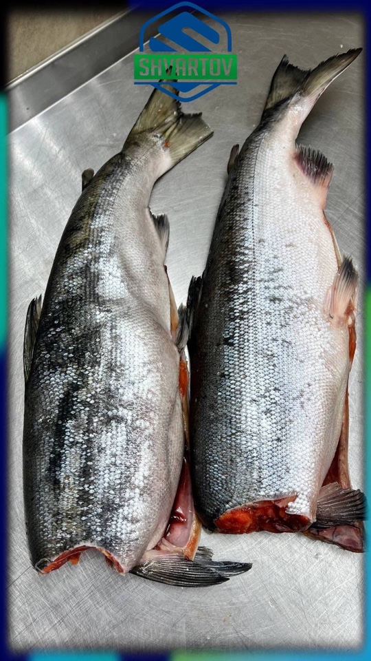 image-18-03-26-04-07-18