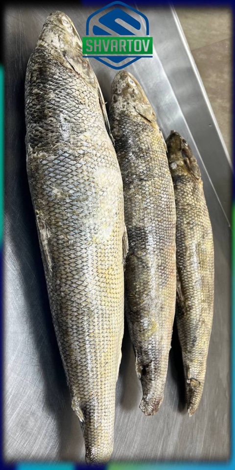 image-18-03-26-04-07-2