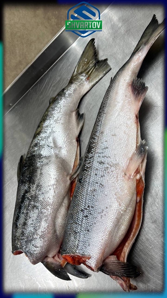 image-18-03-26-04-07-3