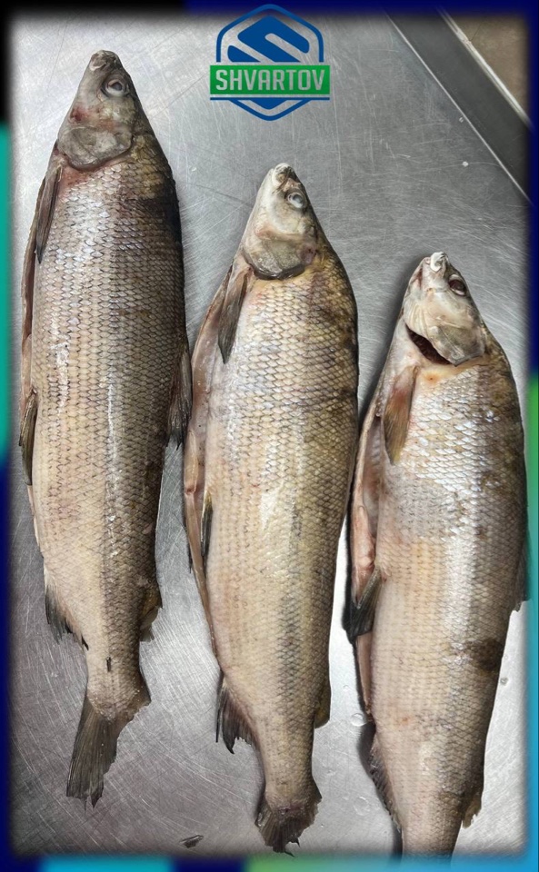 image-18-03-26-04-07-5