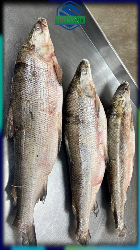 image-18-03-26-04-07-6