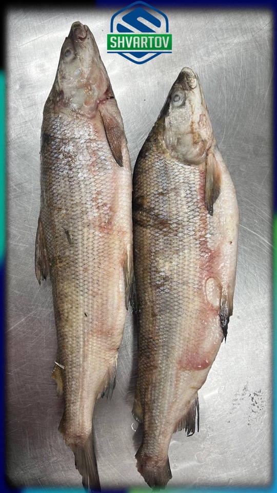 image-18-03-26-04-07-7