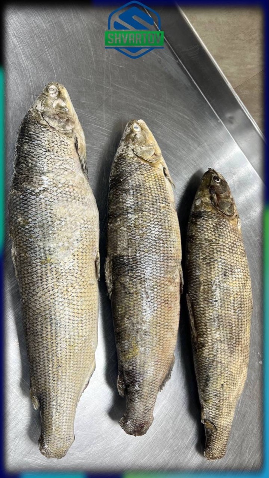 image-18-03-26-04-07-8