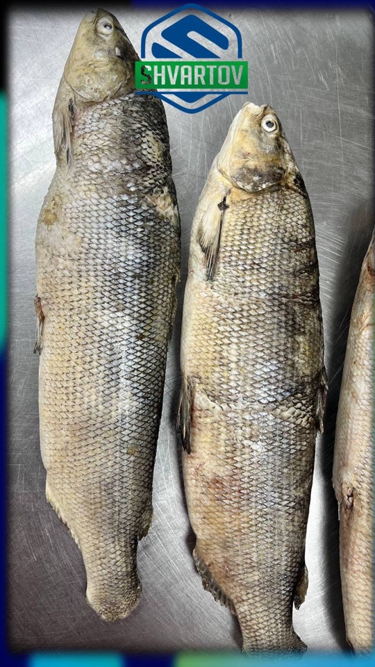 image-18-03-26-04-07-9