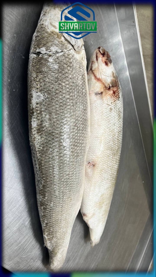 image-02-04-26-03-38-10