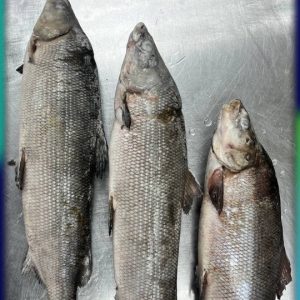 Северная рыба! Муксун тушка Н/Р, С/М. р/р 1-1,2 кг.