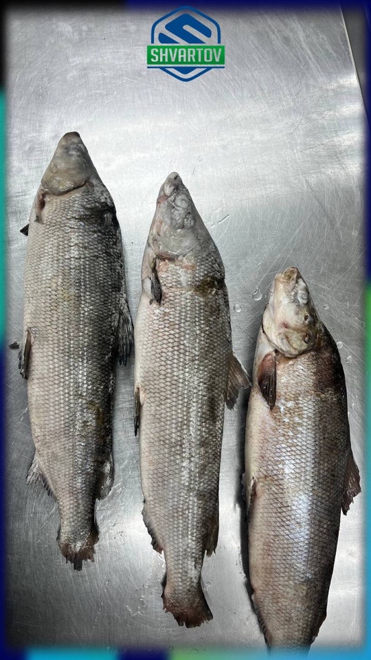 image-02-04-26-03-38-11