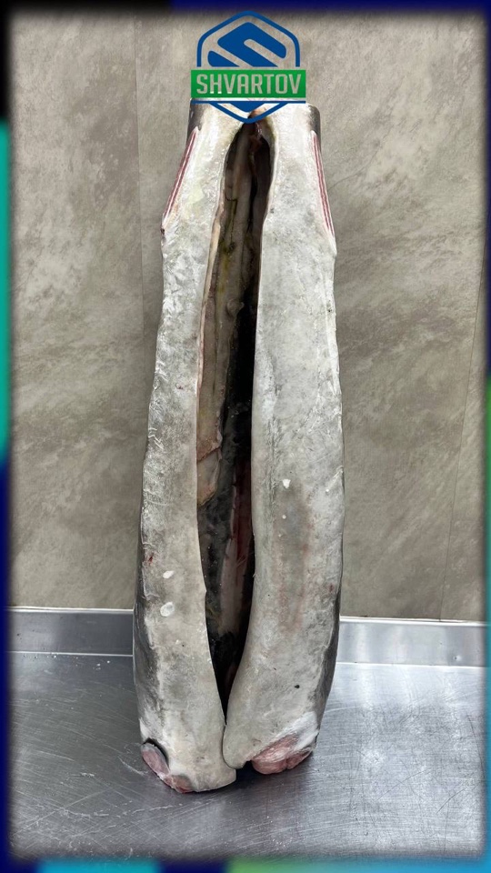 image-02-04-26-03-38-12