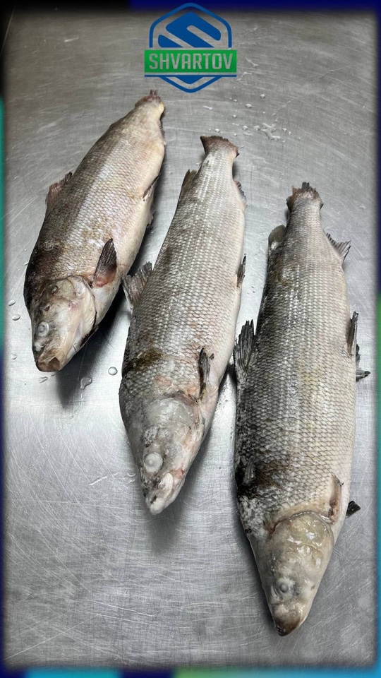 image-02-04-26-03-38-15