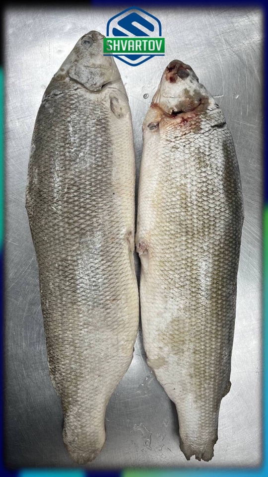 image-02-04-26-03-38-18