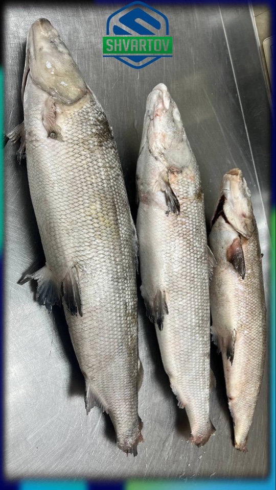 image-02-04-26-03-38-2