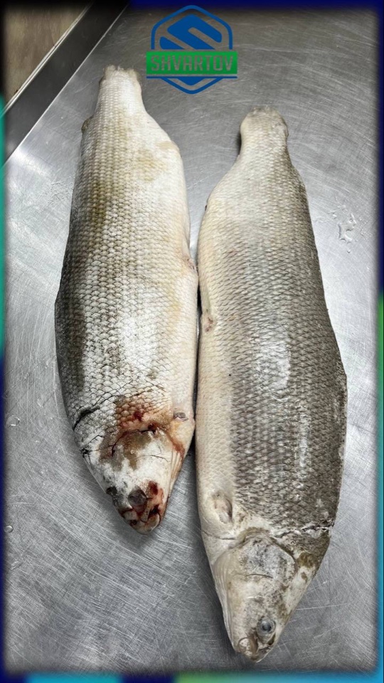 image-02-04-26-03-38-5