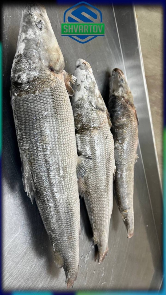 image-02-04-26-03-38-6