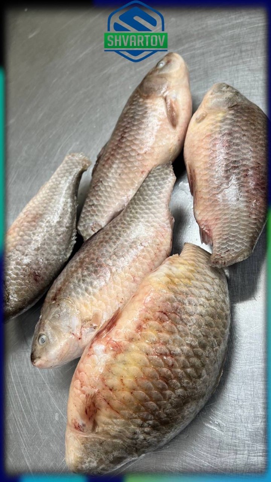 image-02-04-26-03-38-8