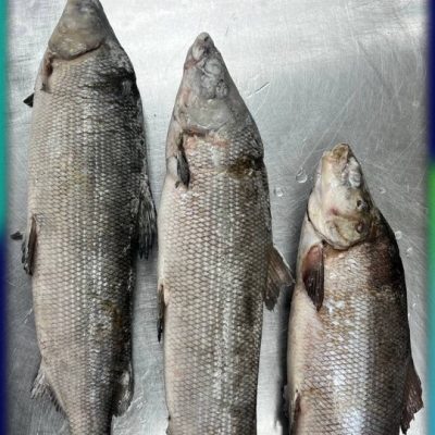 image-02-04-26-03-38-11