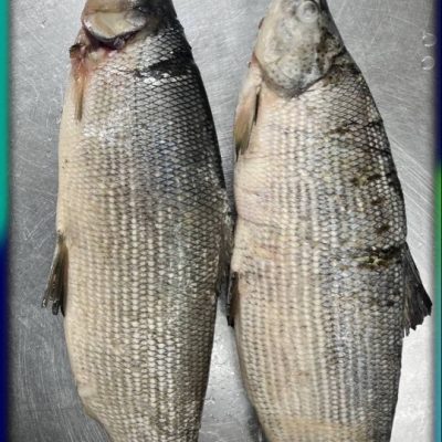 image-02-04-26-03-38-13