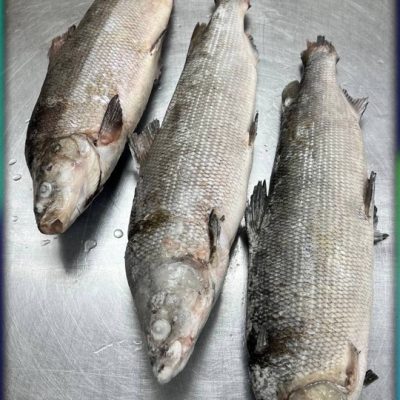 image-02-04-26-03-38-15